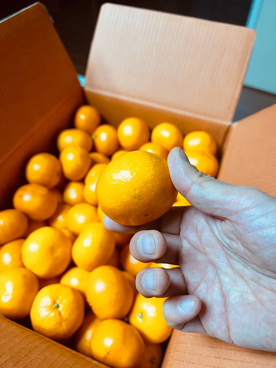 [네이버] 제주도의 신선함 타이벡감귤 5kg 26,500 (무료배송)_2.jpg