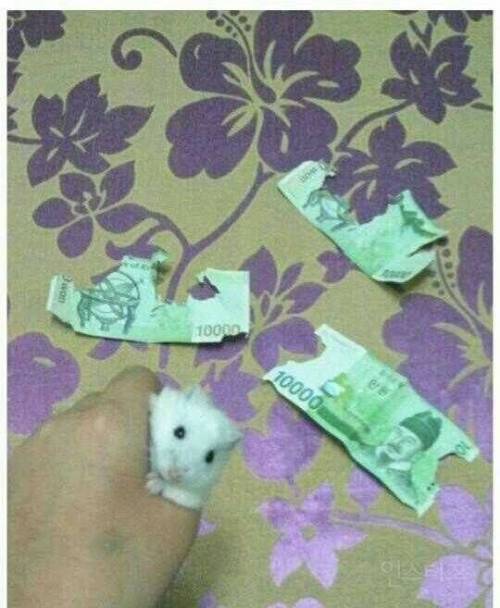 3만원짜리 햄스터 간식.jpg_1.jpg