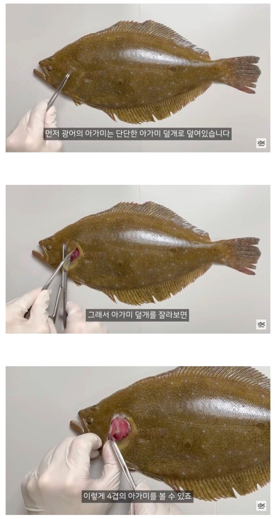 마치 회가 되기 위해 태어난 생선 | 유머 게시판 | RULIWEB 마치 회가 되기 위해 태어난 생선 | 유머 게시판 | 루리웹