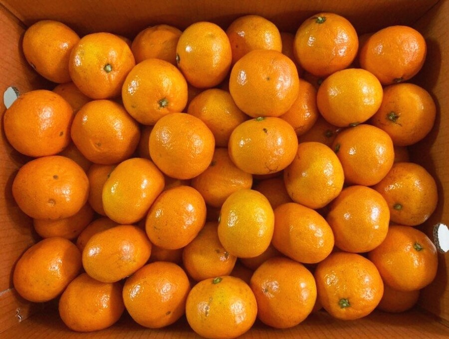 [네이버] 달달하고 맛있는 감귤, 타이벡감귤 5kg 23,500 (무료배송)_1.jpg