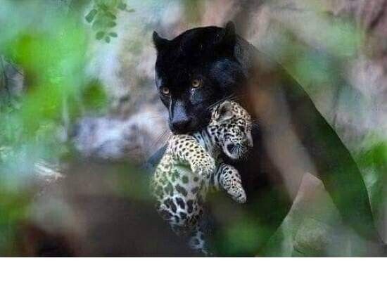 [극혐] 타가메 겐고로 스타일로 그린 동탁 미시룩.jpg_4.jpg