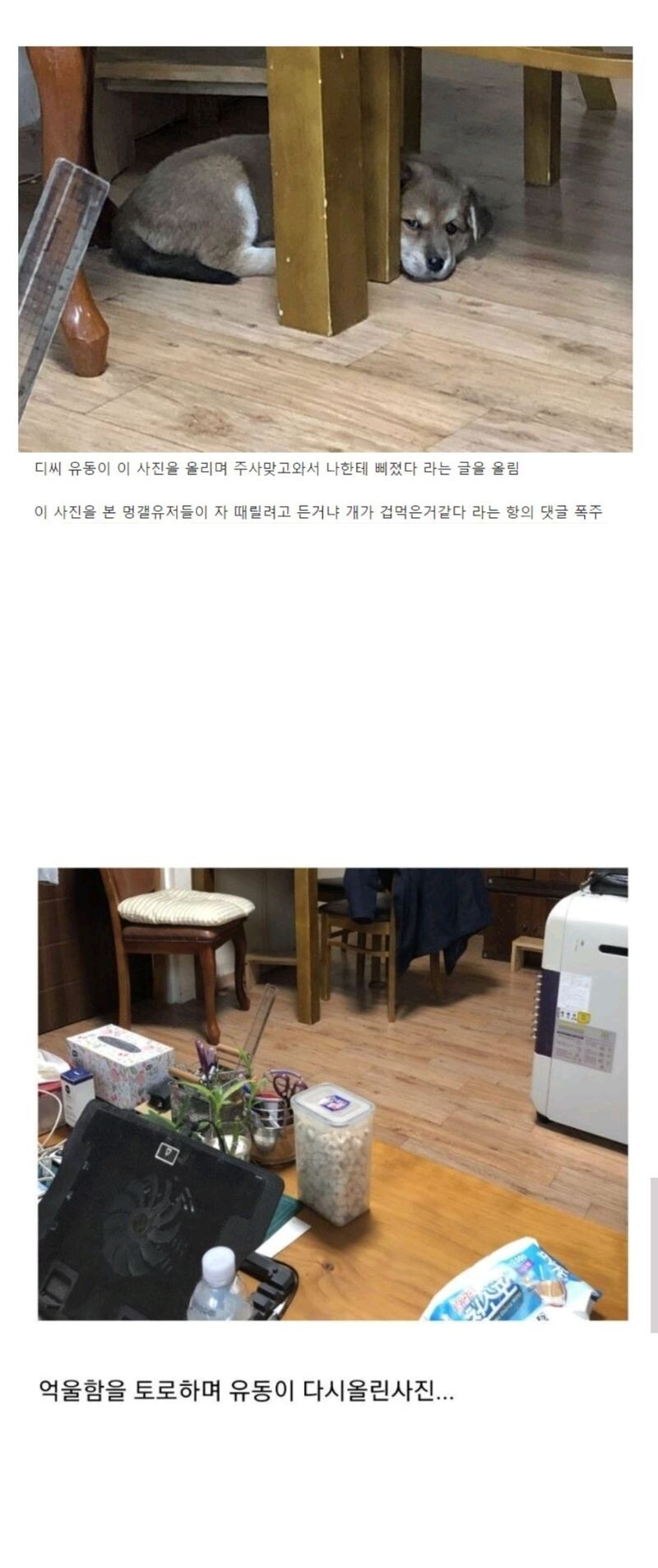 댕댕이 학대 논란에 억울했던 견주.jpg_1.jpg