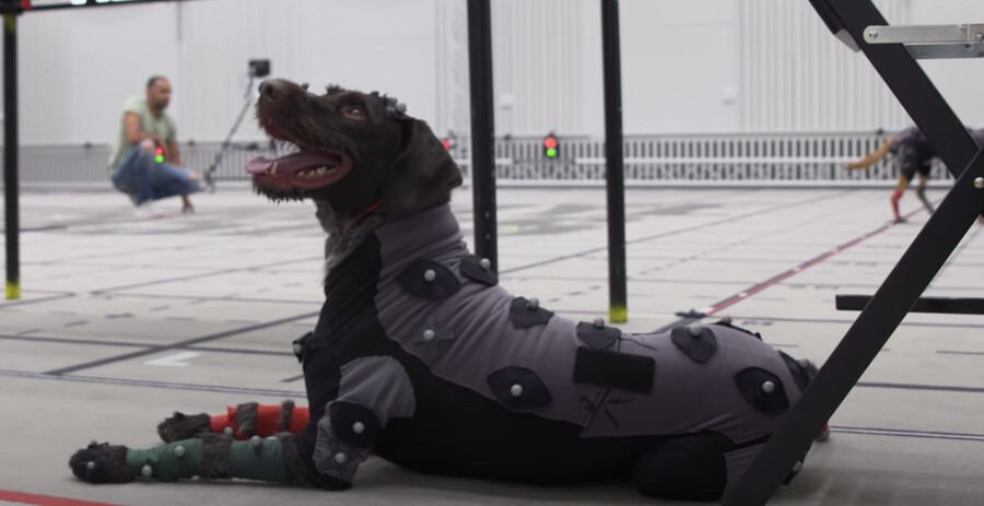 영화 동물연기가 자연스러운 이유.jpg_2.png