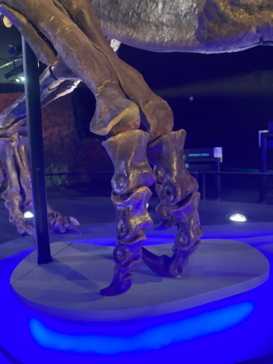 유게이 오늘 공룡뼈 보고 옴 (사진많음)_11.jpg