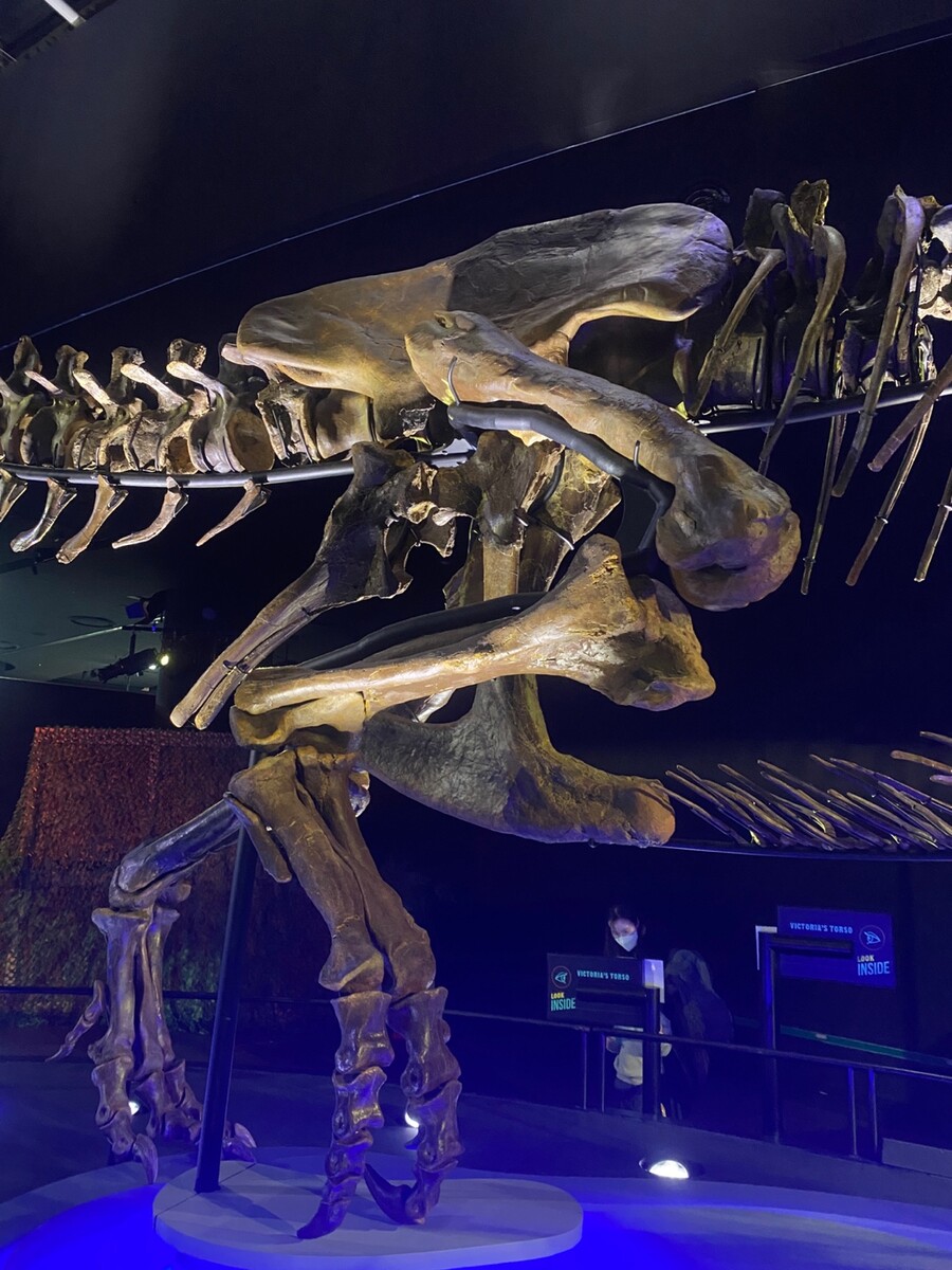 유게이 오늘 공룡뼈 보고 옴 (사진많음)_13.jpg