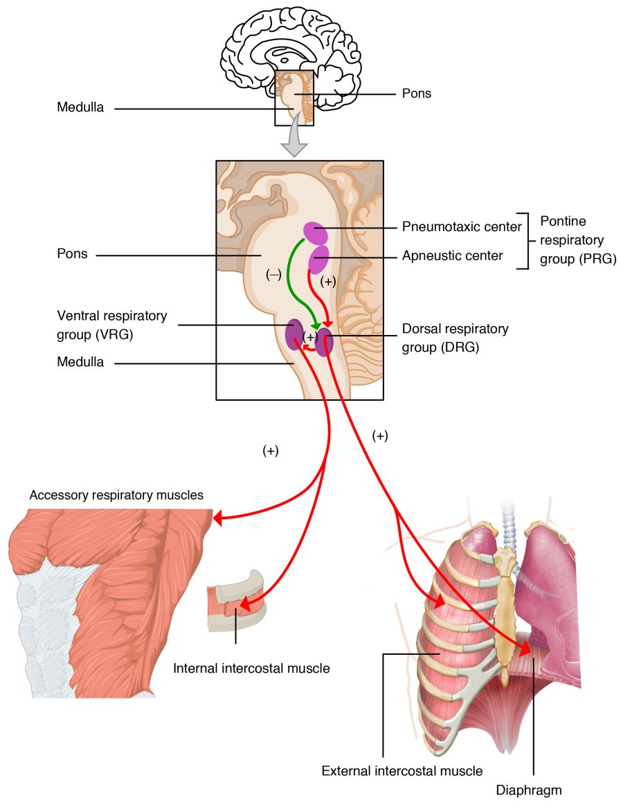 2327_Respiratory_Centers_of_the_Brain.jpg