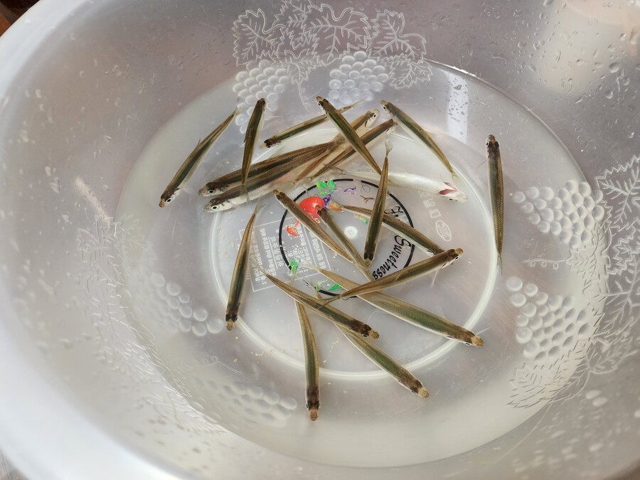 23일날 인제 빙어축제장 다녀왔습니다._1.jpg