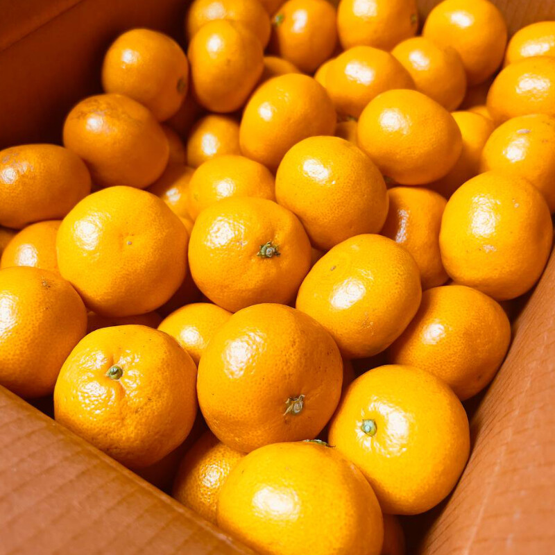 [네이버] 달달하고 맛있는 감귤 5kg 25,500(무료배송)_1.jpg