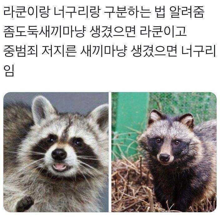 라쿤,너구리 / 해달,수달 구분하는 방법_1.jpeg