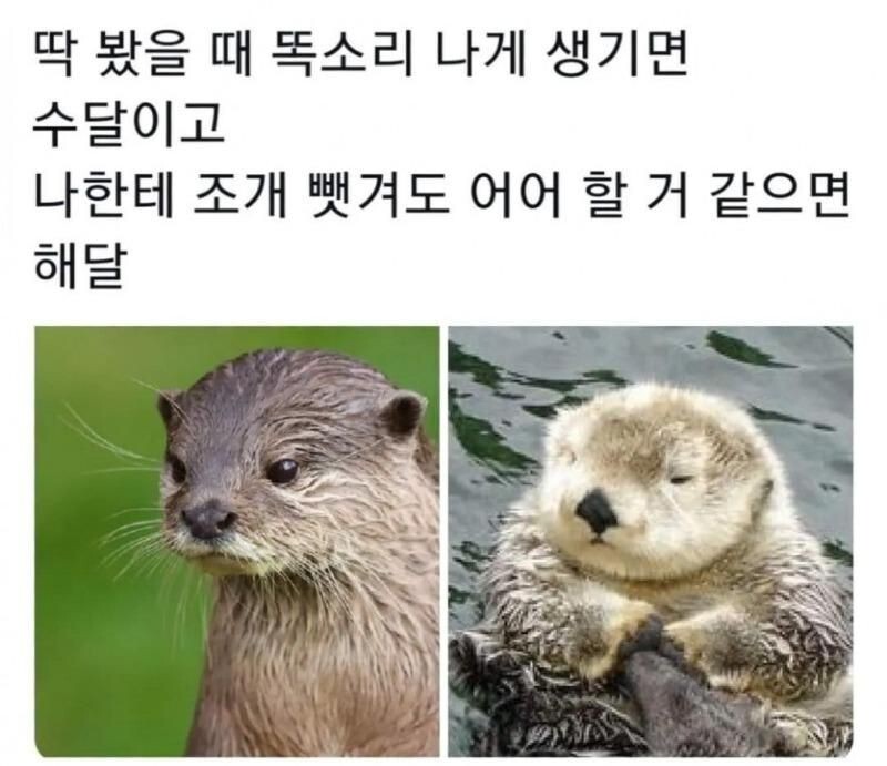 라쿤,너구리 / 해달,수달 구분하는 방법_2.jpeg