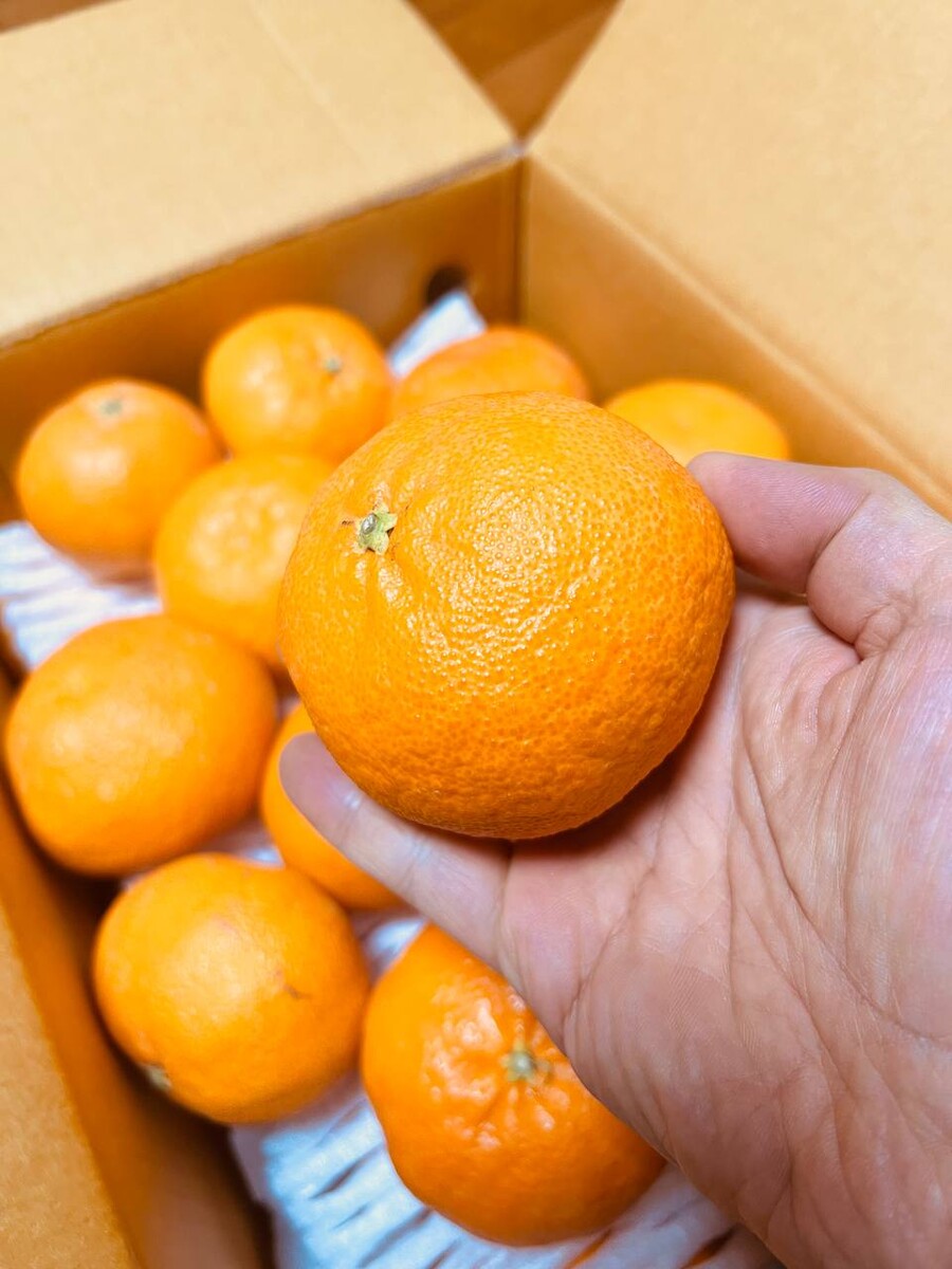 [네이버] 상큼한 과즙 가득 ~ ! 레드향 5kg 34,5000(무료배송)_2.jpg