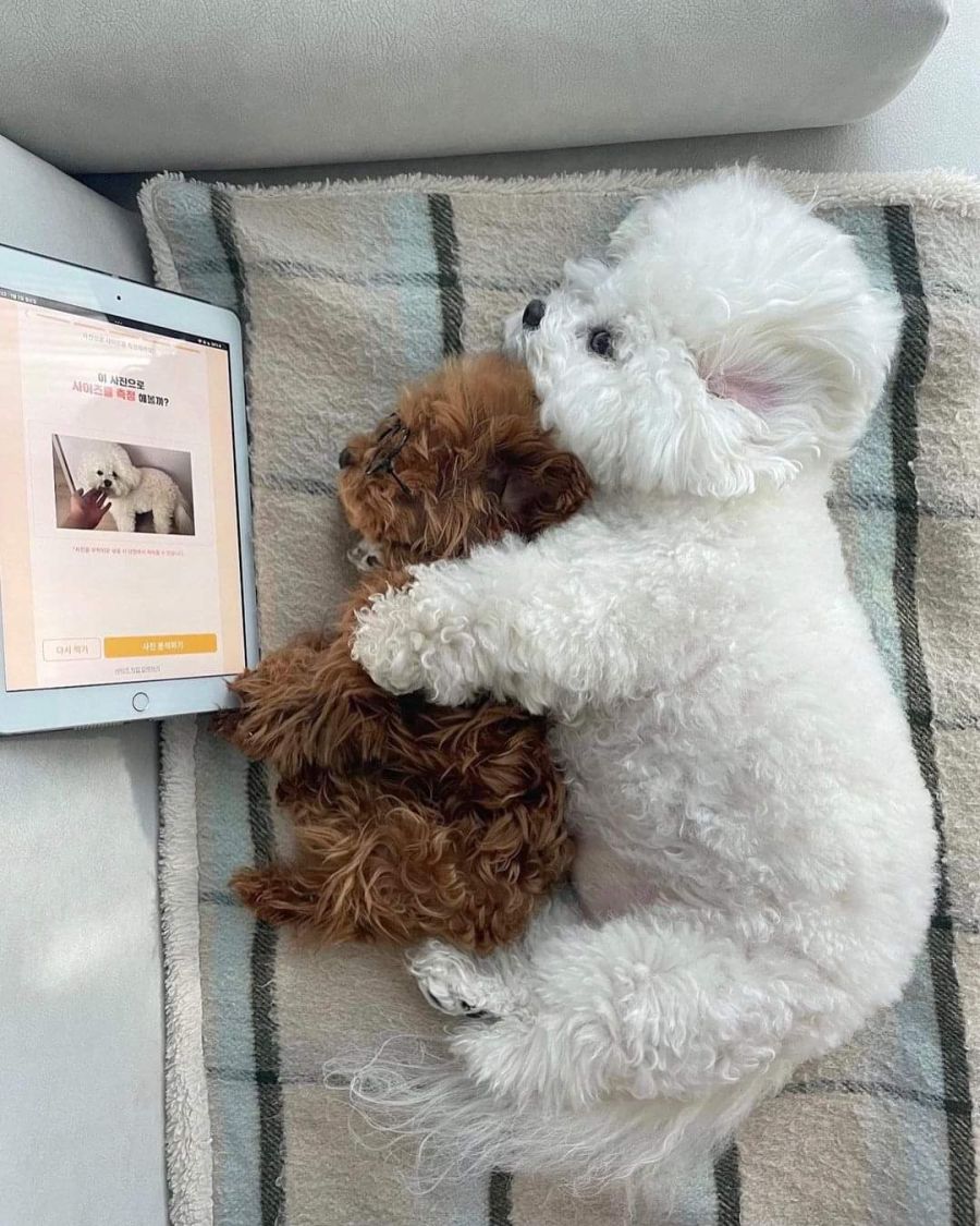 귀여움) 두 멈뭉이들의 우정.jpg_3.jpg