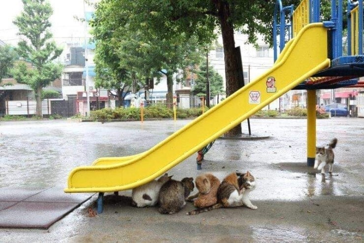 동물) 비 피하는 고양이들_1.jpg