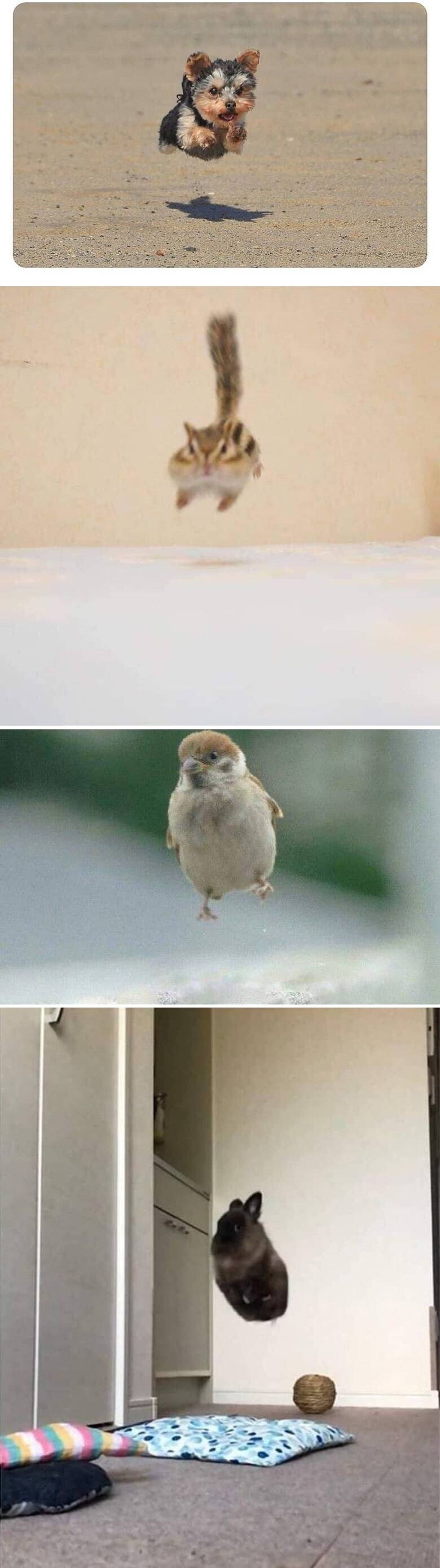 아기 동물의 도약.jpg_1.jpg