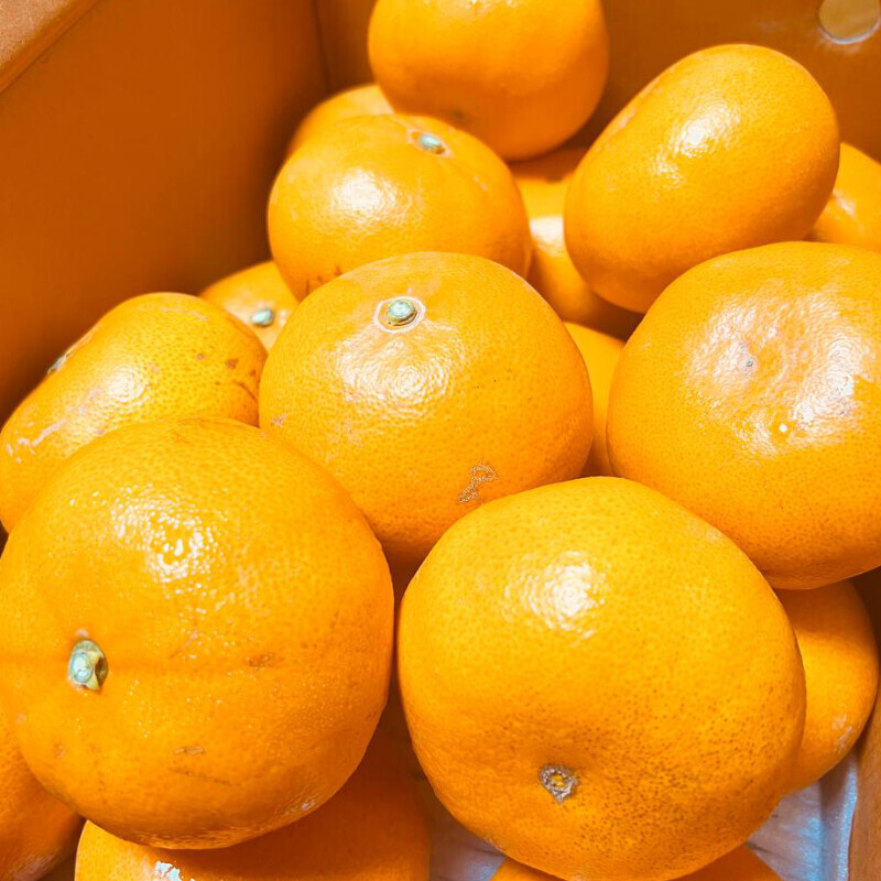 [네이버] 상큼하고 달달하고 맛있는 레드향,천혜향 5kg 34,500(무료배송)_3.jpg