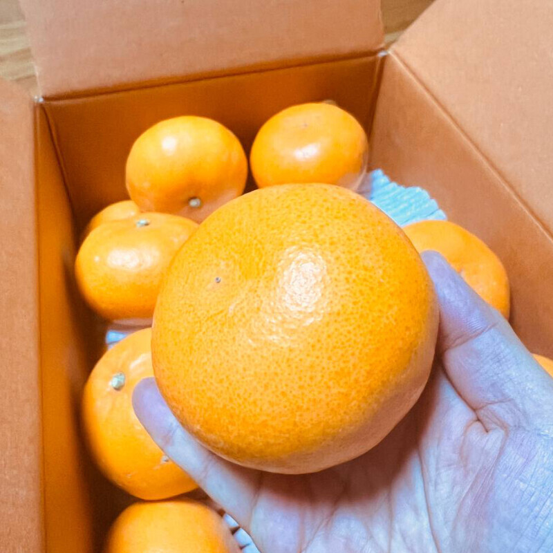 [네이버] 상큼하고 당도가 으뜸인 천혜향,레드향 5kg 34,500 (무료배송)_3.jpg