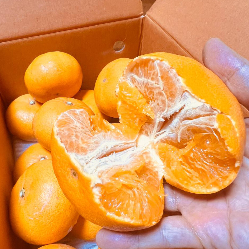 [네이버] 상큼하고 당도가 으뜸인 천혜향,레드향 5kg 34,500 (무료배송)_1.jpg