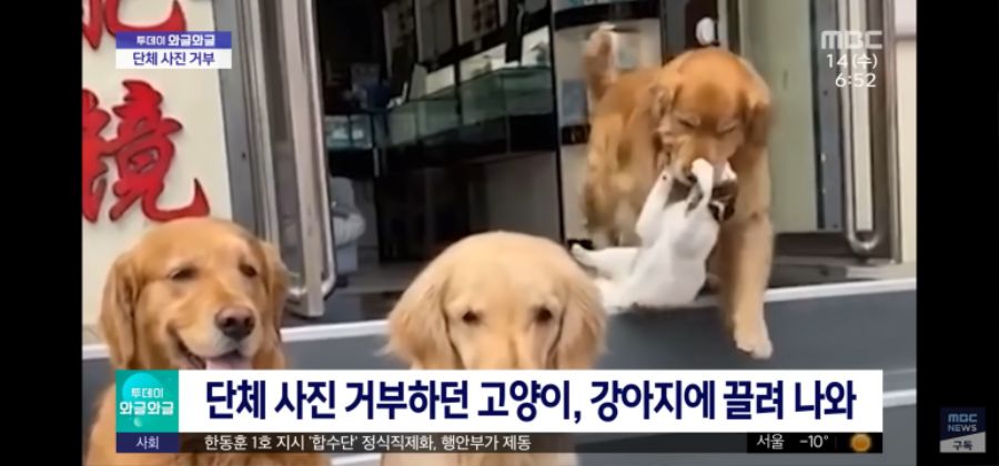 가족사진 거부하던 고우앵이의 최후_1.png