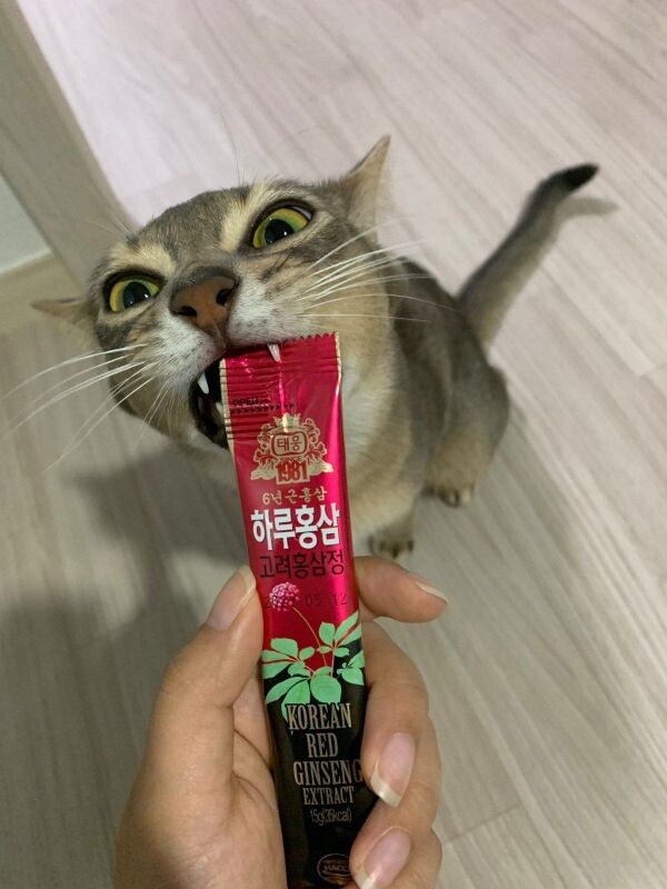 이거 츄르 아니야_1.jpeg