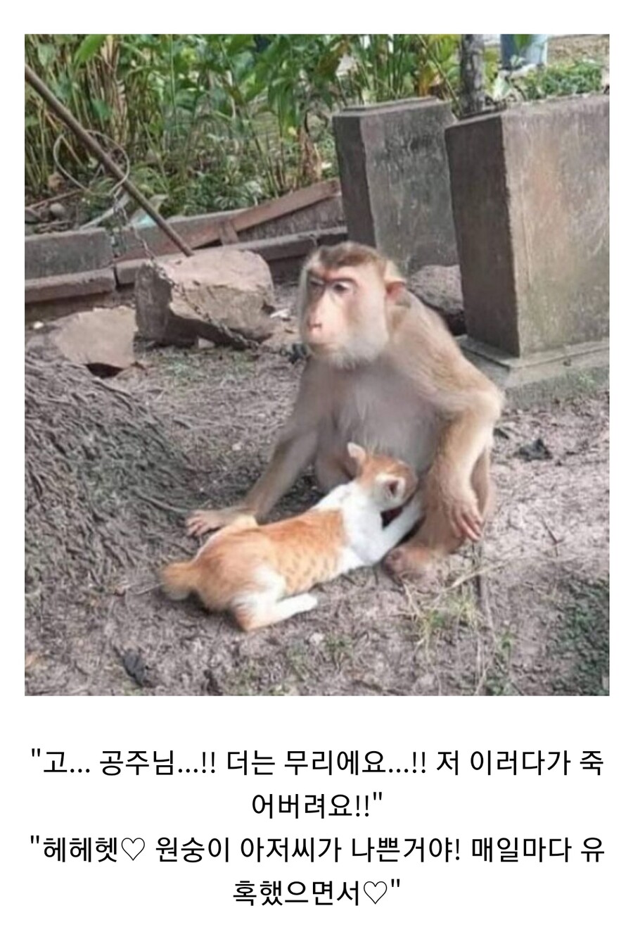 원숭이와 고양이의 아름다운 사랑.jpg_3.jpg