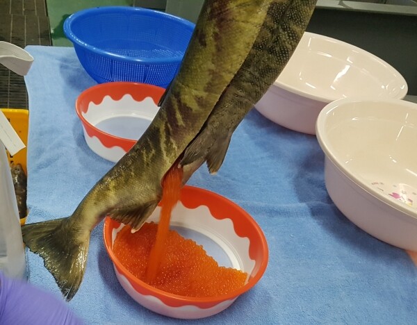 약혐) 우리가 가끔 먹고있는 연어알의 효능에 대해서 알아보자_27.jpg