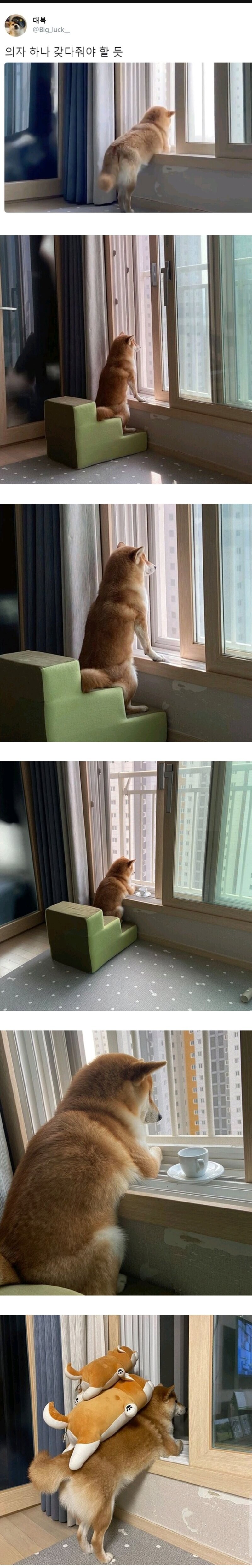 사색을 즐기는 댕댕이.jpg_1.jpg