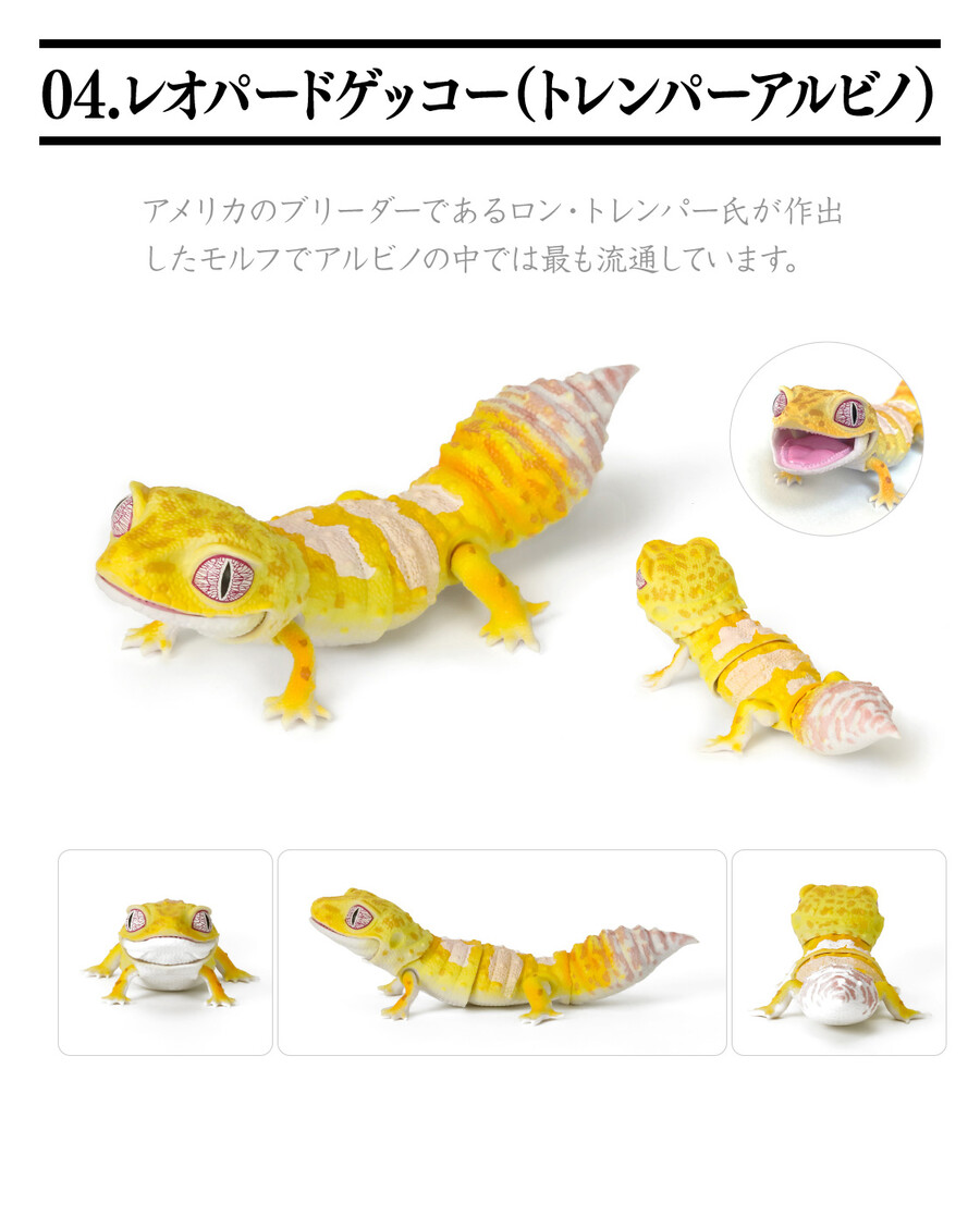 레쁘띠 이미지