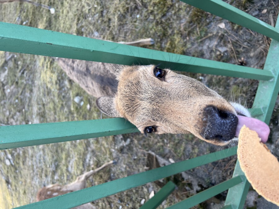 해외여행) 오늘은 나라 갔음_4.jpeg