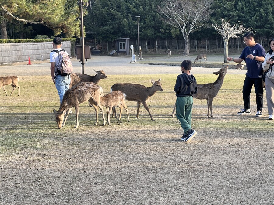 해외여행) 오늘은 나라 갔음_5.jpeg
