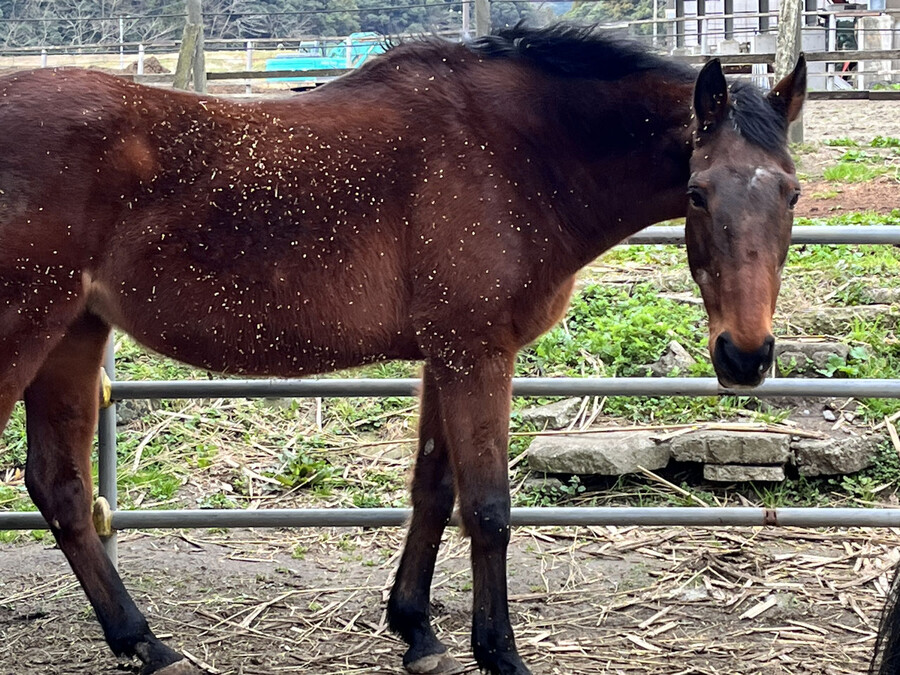 말딸) 하루 우라라 (원본) 근황_1.jpg
