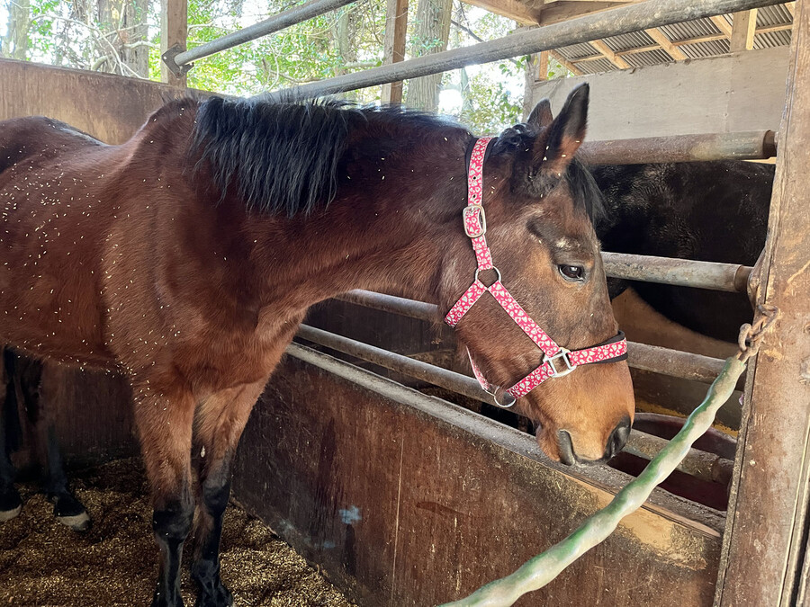 말딸) 하루 우라라 (원본) 근황_2.jpg