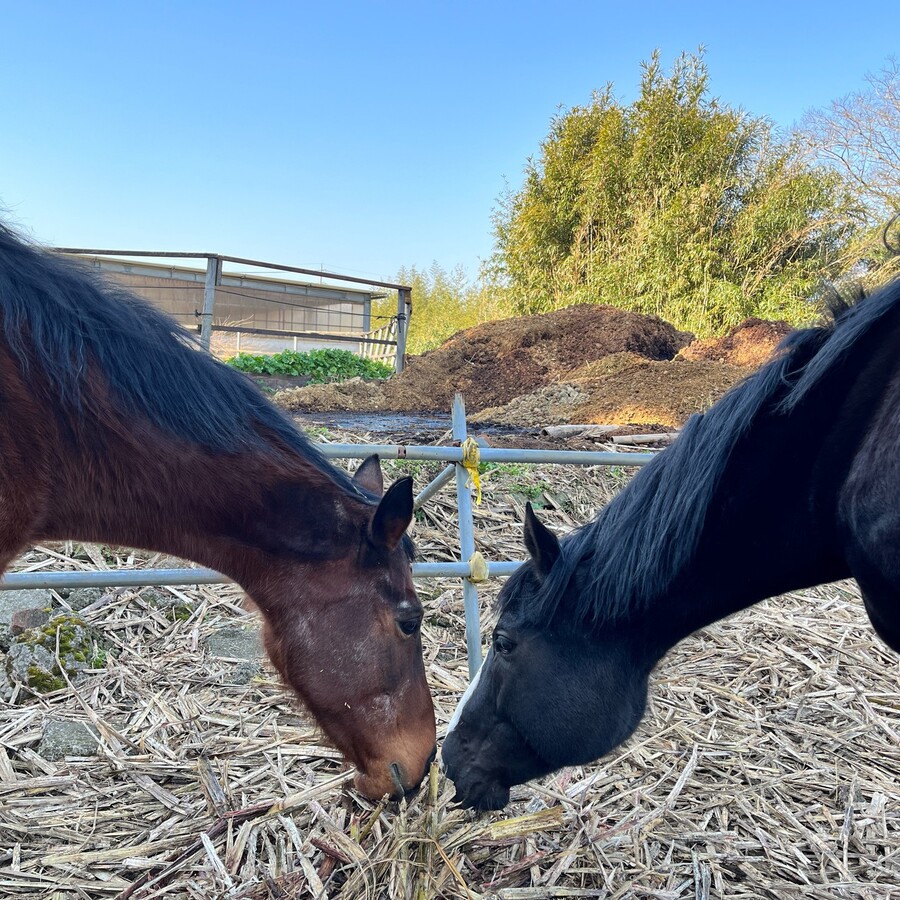 말딸) 하루 우라라 (원본) 근황_5.jpg