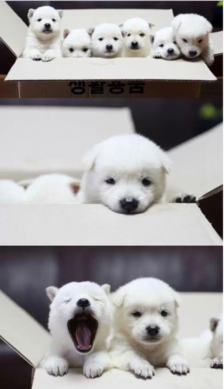 시고르자브종 볼시간임.gif_1.jpeg