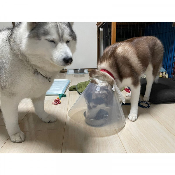 치사하게 밥그릇 독점하는 댕댕이.jpg_3.jpg