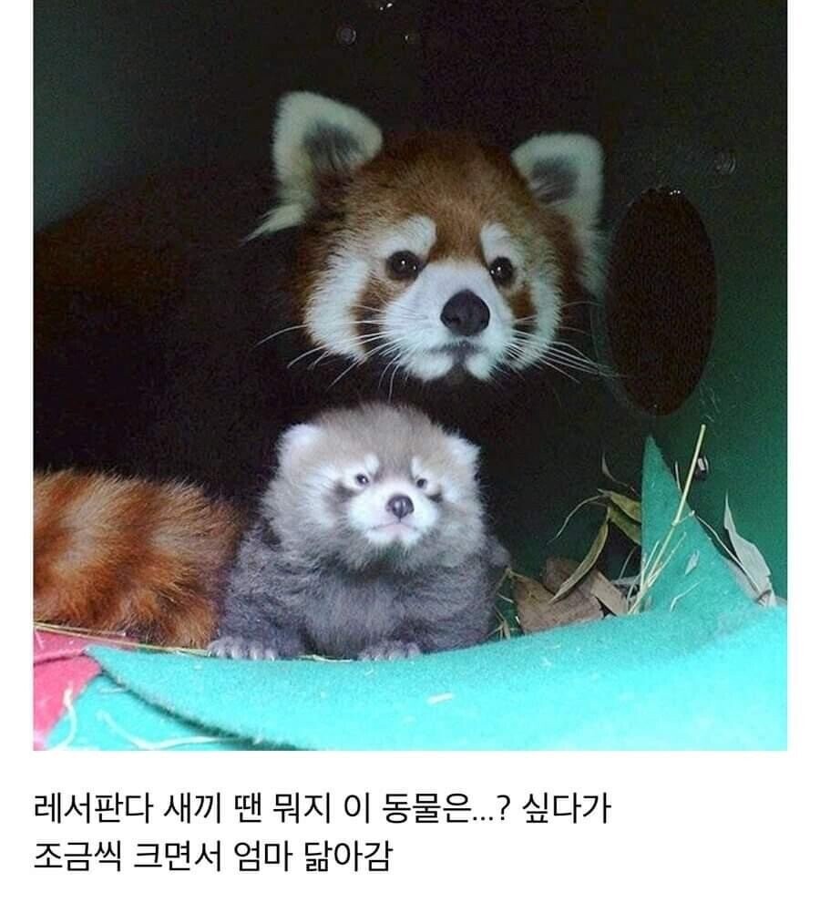 귀여움 원툴 동물_1.jpeg