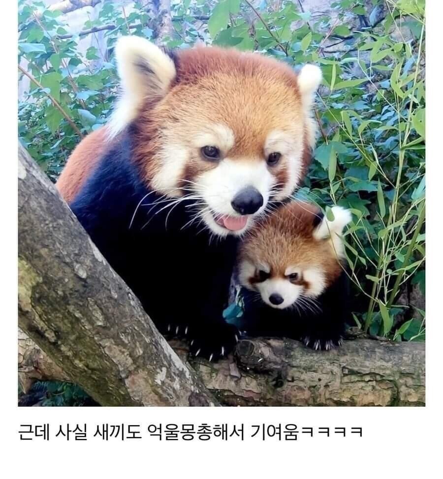 귀여움 원툴 동물_3.jpeg