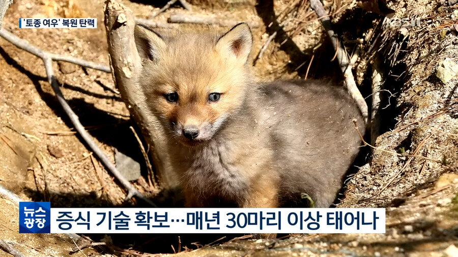 토종 여우 근황