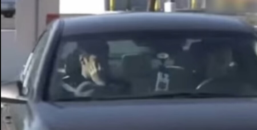 현대 소나타 탔던 오타니_2.jpg