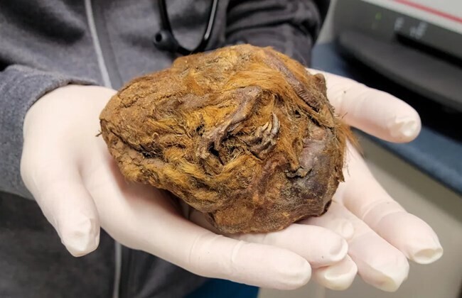 웅크려 겨울잠 자다가 미이라가 된 3만년전 다람쥐_1.jpg