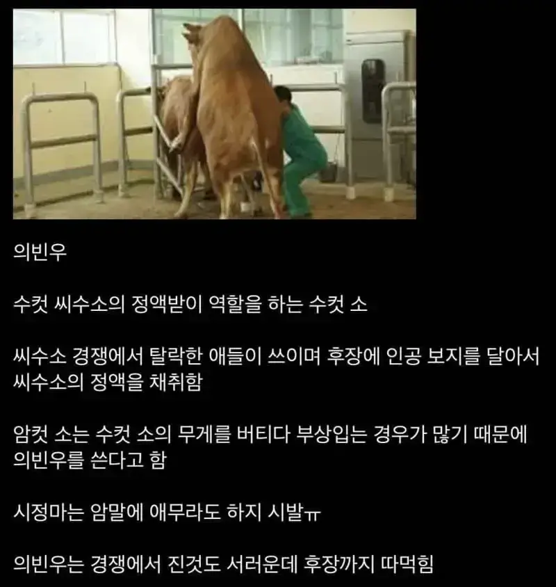 전牛애 의빈우짤의 진실_1.webp
