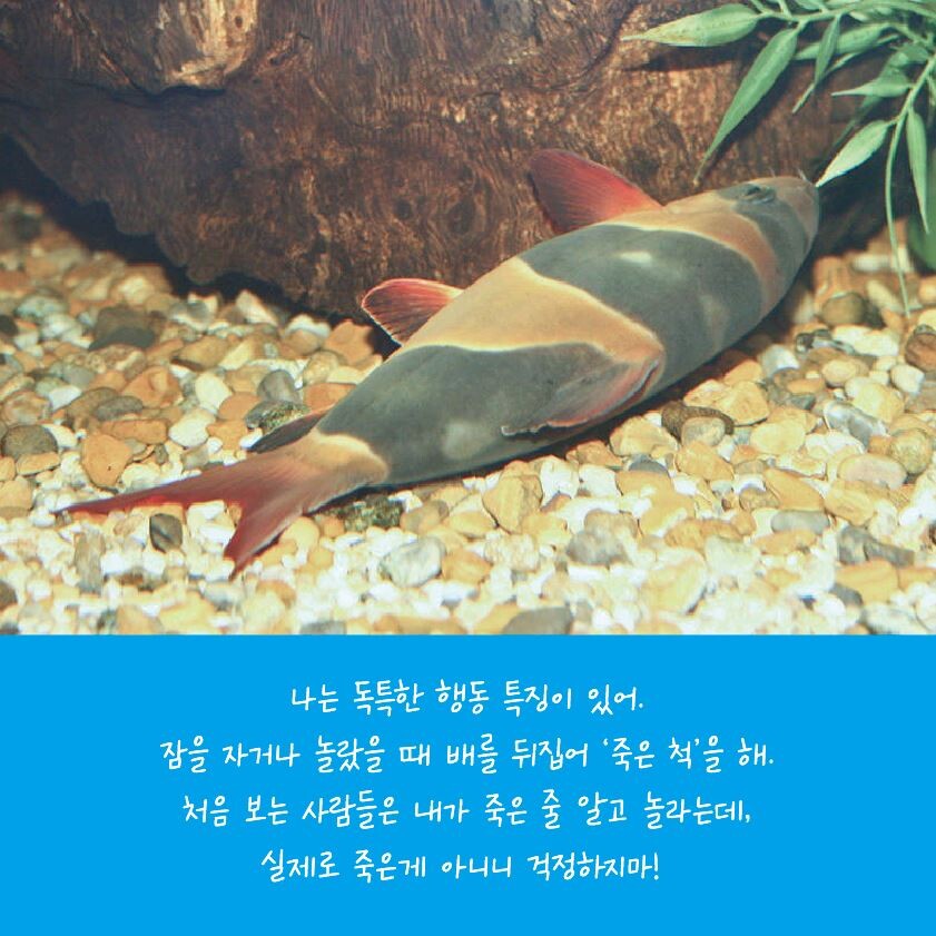누워서 잠을자는 물고기