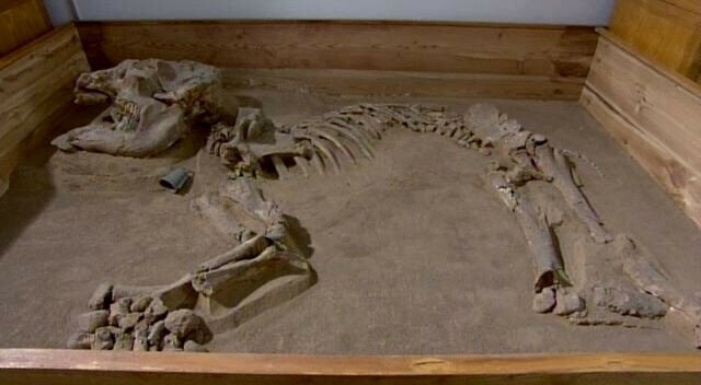 의외로 옛날 중국에서 살았던 동물._4.png