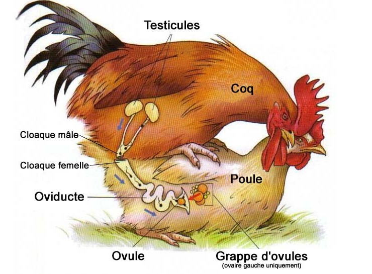 공룡은 총배설강일까 아닐까_3.png