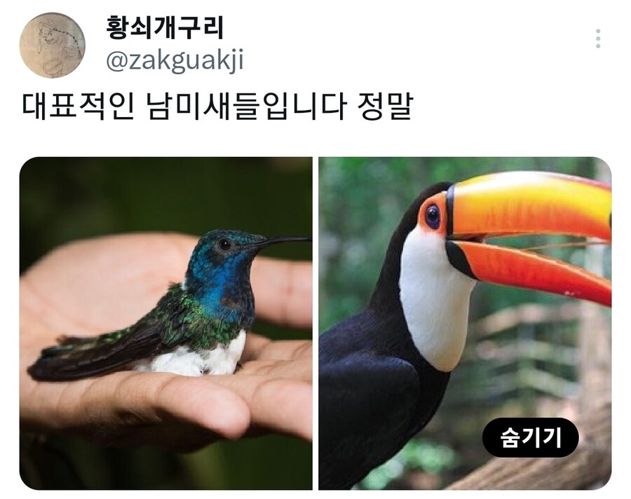 대표적인 남미새들입니다 정말_2.jpg
