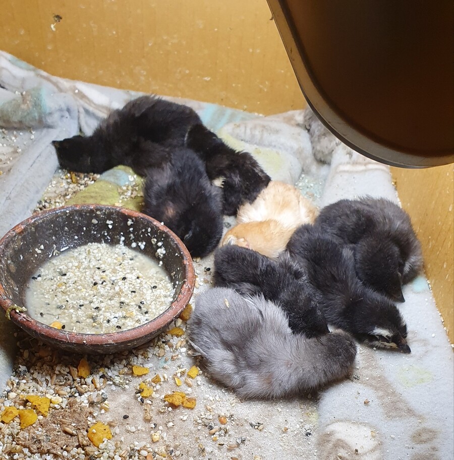 병아리 잠자는 짤_1.jpg