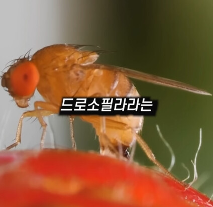 [혐] 딸기에 있는 하얀 털의 비밀_1.jpg