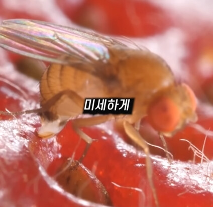 [혐] 딸기에 있는 하얀 털의 비밀_4.jpg