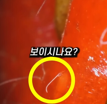 [혐] 딸기에 있는 하얀 털의 비밀_21.png