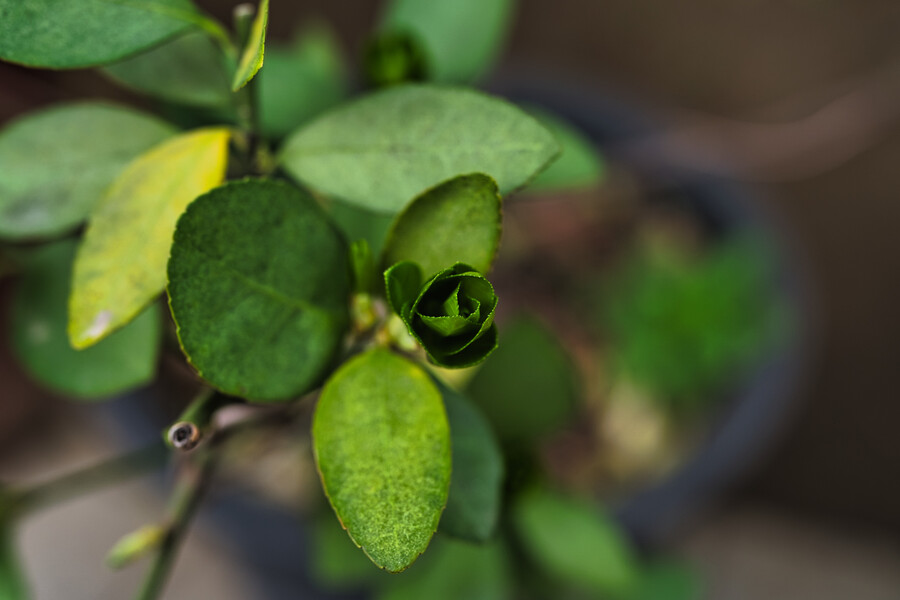 봄에 찍었던 사진 몇장 올려봅니다._1.jpg