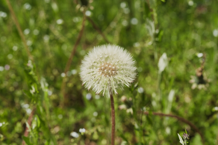 봄에 찍었던 사진 몇장 올려봅니다._9.jpg